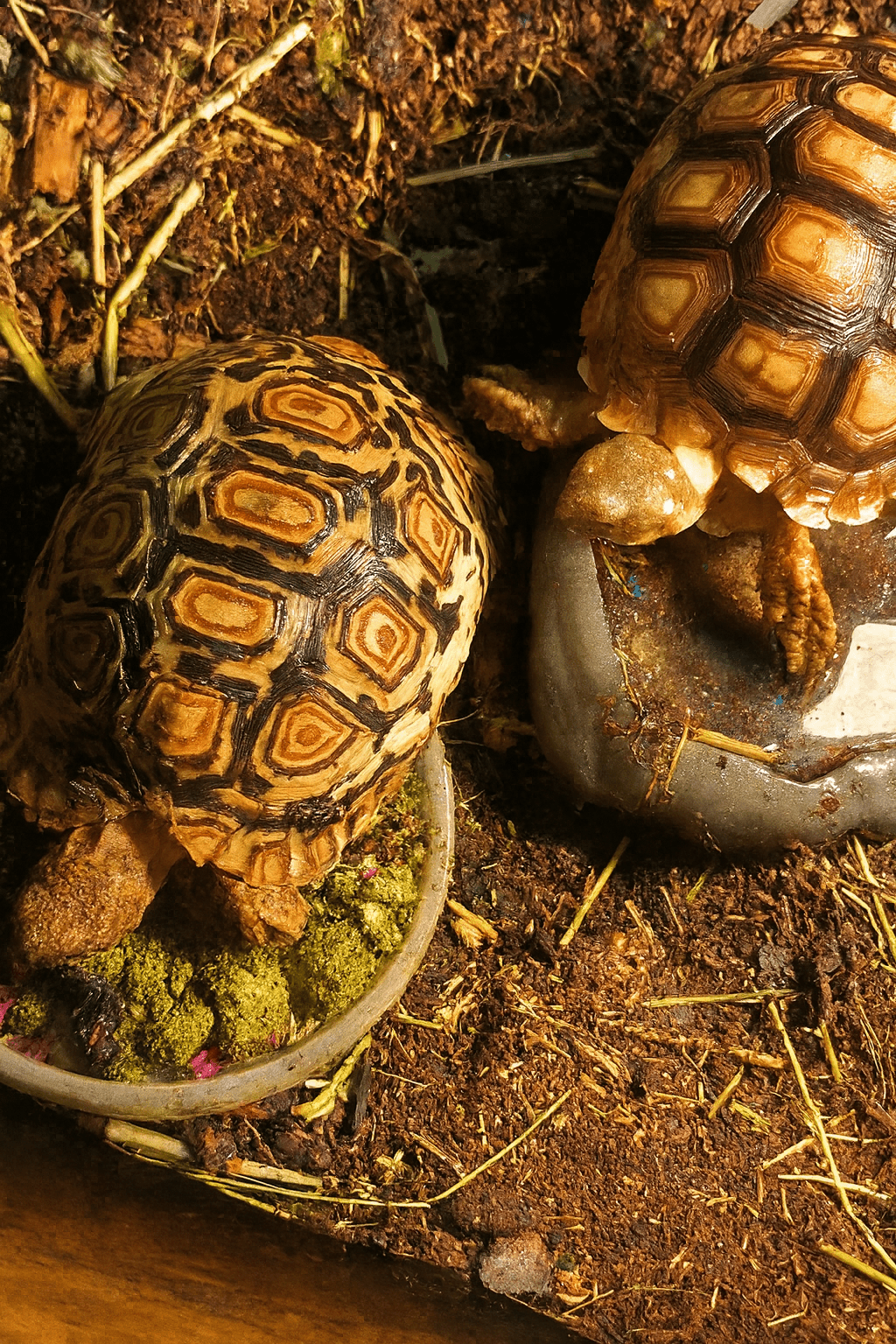 Grassland Gold Premium – 2 Pack Bundle - Harvest Happy Farm