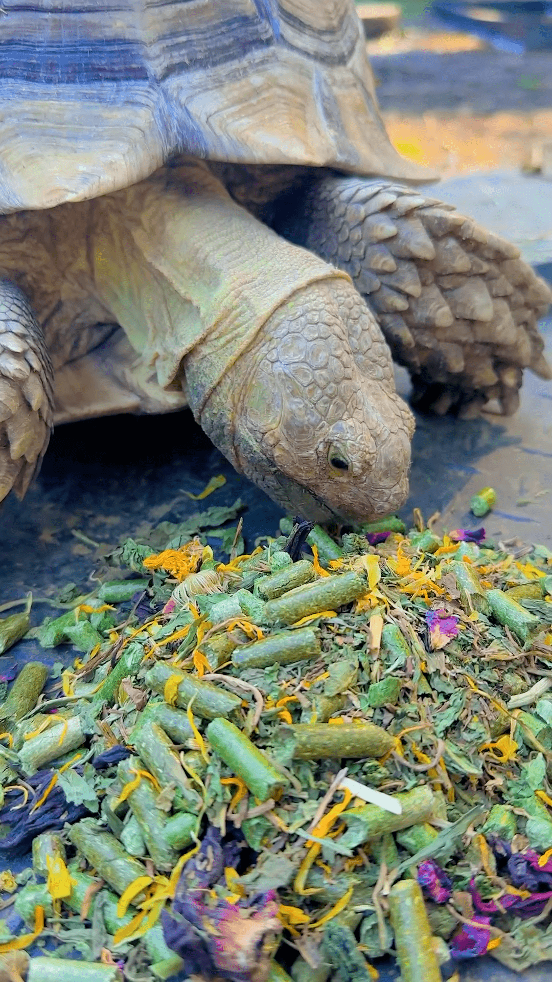 Grassland Tortoise Adult 3lb (2 Pack) – High Fiber Hay and Botanical Diet - Harvest Happy Farm