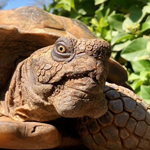 Support Joshua Tree Reptile Haven - Harvest Happy Farm
